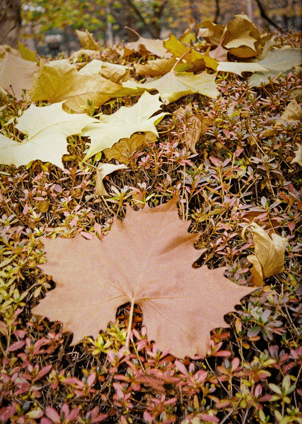 a leaf laying on the ground surrounded by leaves
