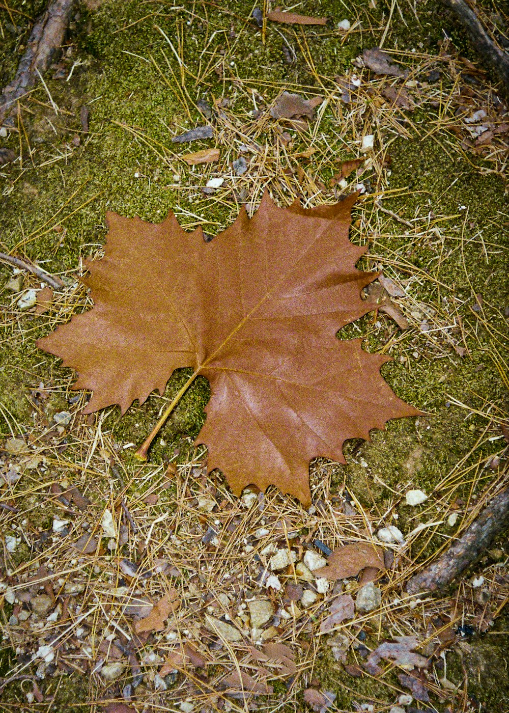 a leaf laying on the ground in the grass