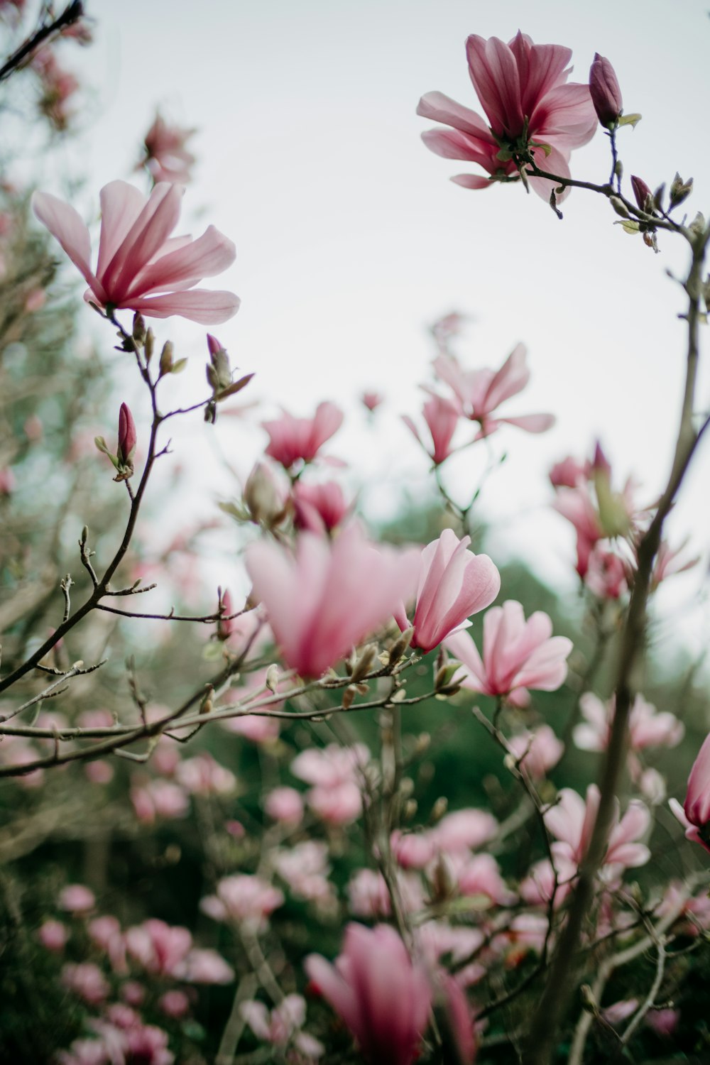 a bunch of pink flowers that are on a tree