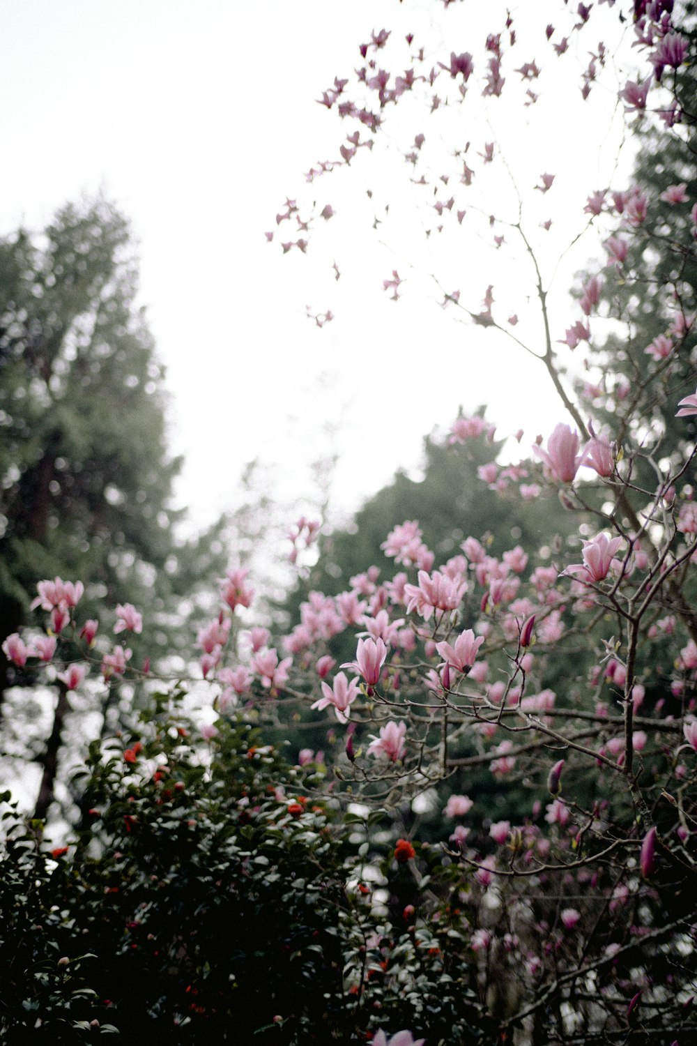 a tree filled with lots of pink flowers