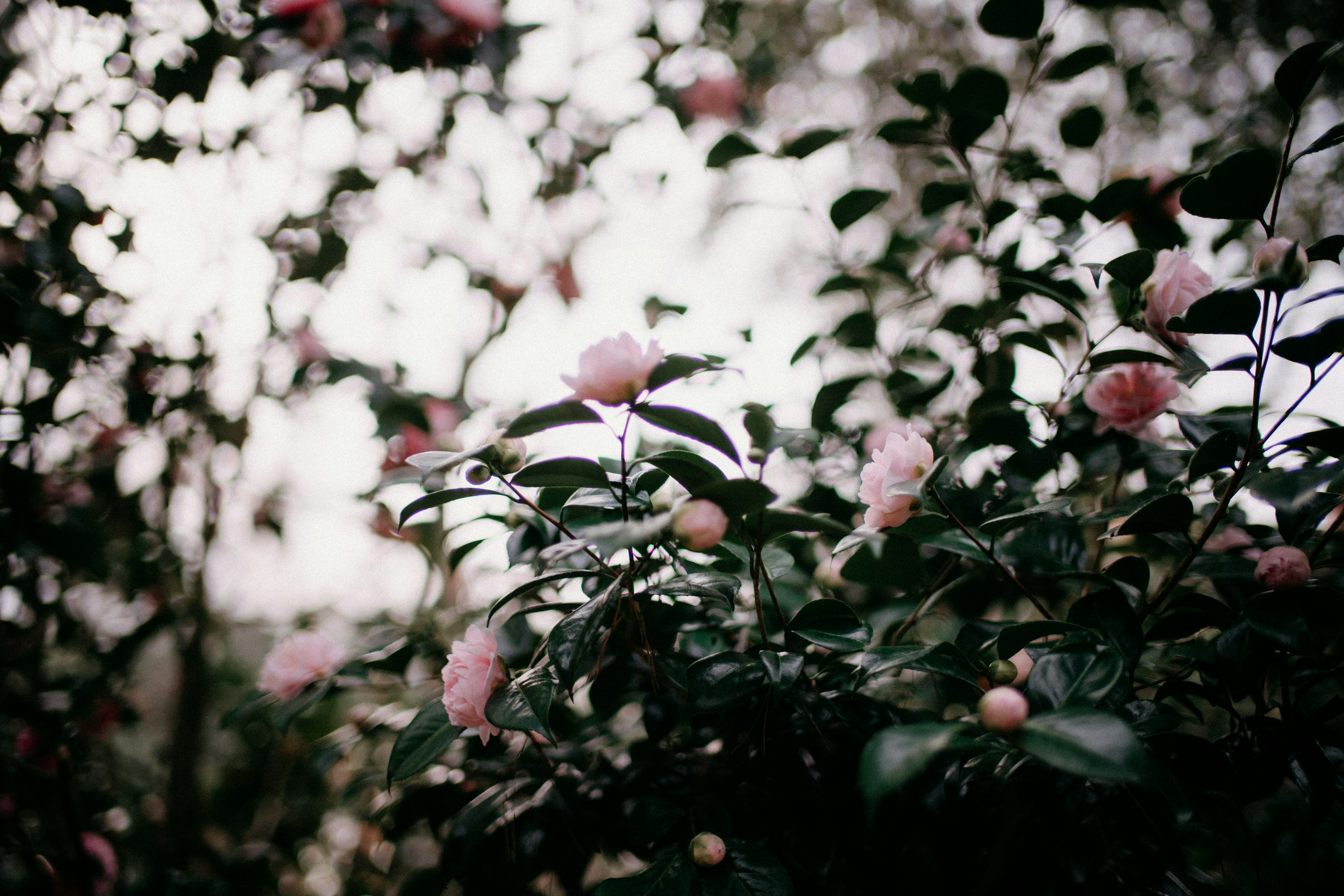 Photo by anniespratt