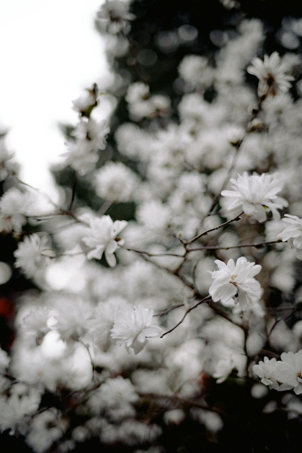 a close up of a tree with white flowers