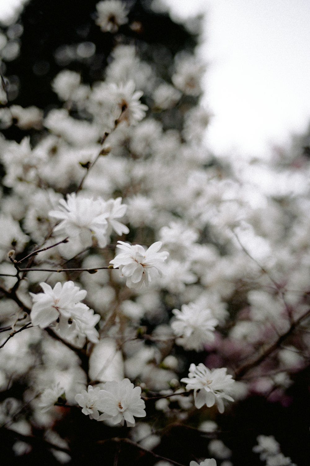 white flowers are blooming on a tree branch