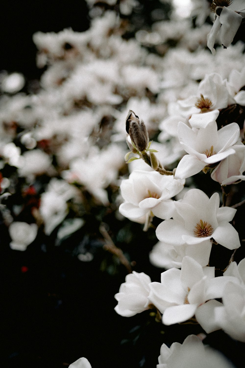 a bunch of white flowers that are on a tree