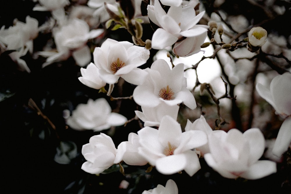 a bunch of white flowers that are on a tree