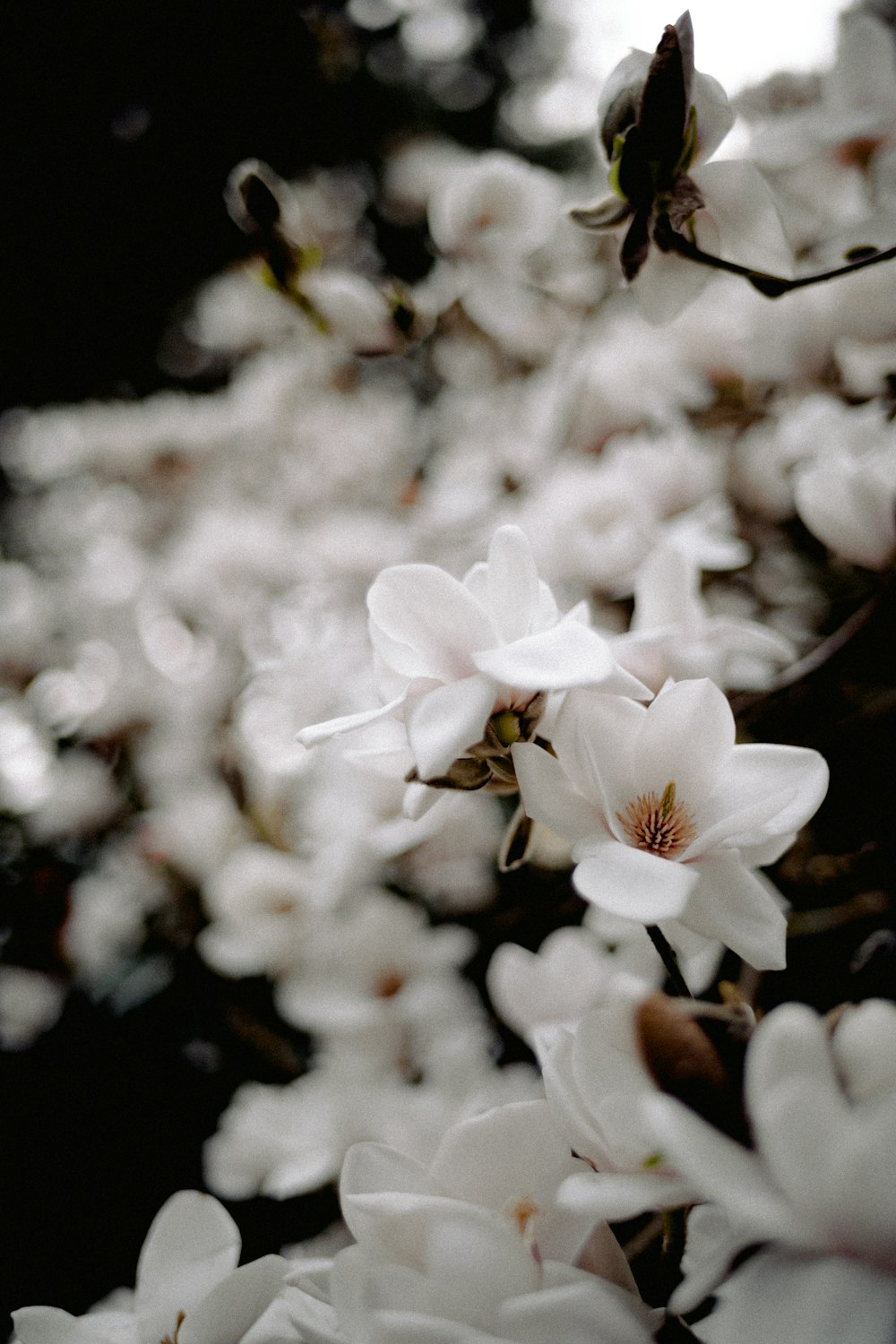 a bunch of white flowers that are on a tree