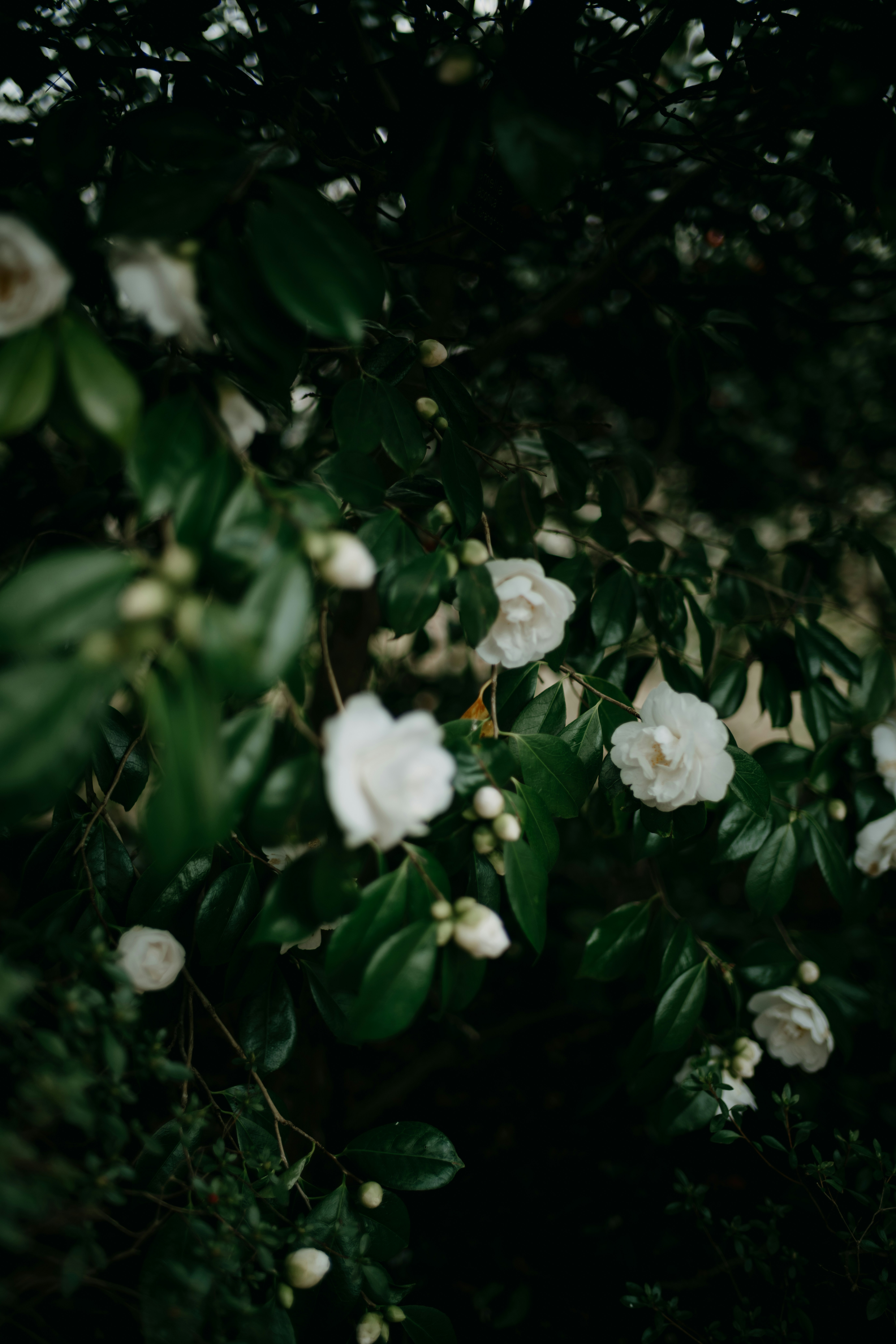 Photo by anniespratt