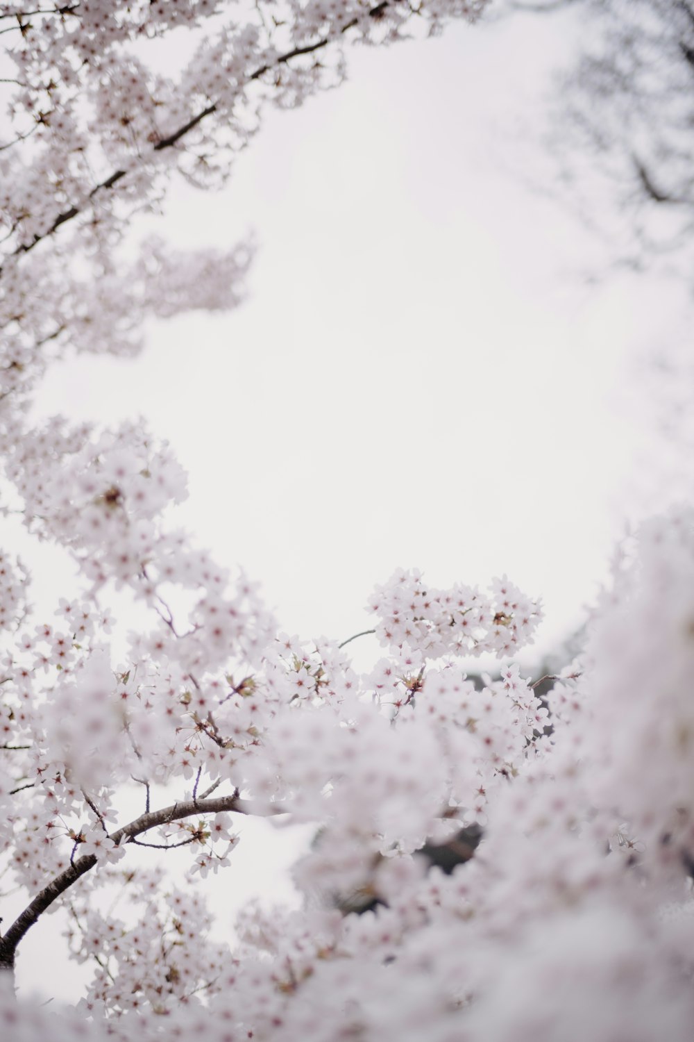 a tree filled with lots of white flowers