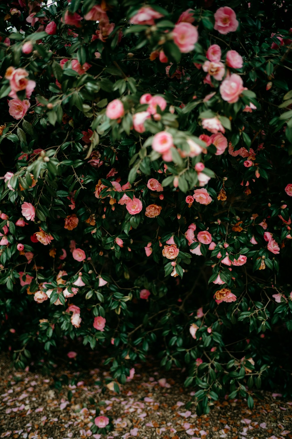 a bush of pink flowers with green leaves