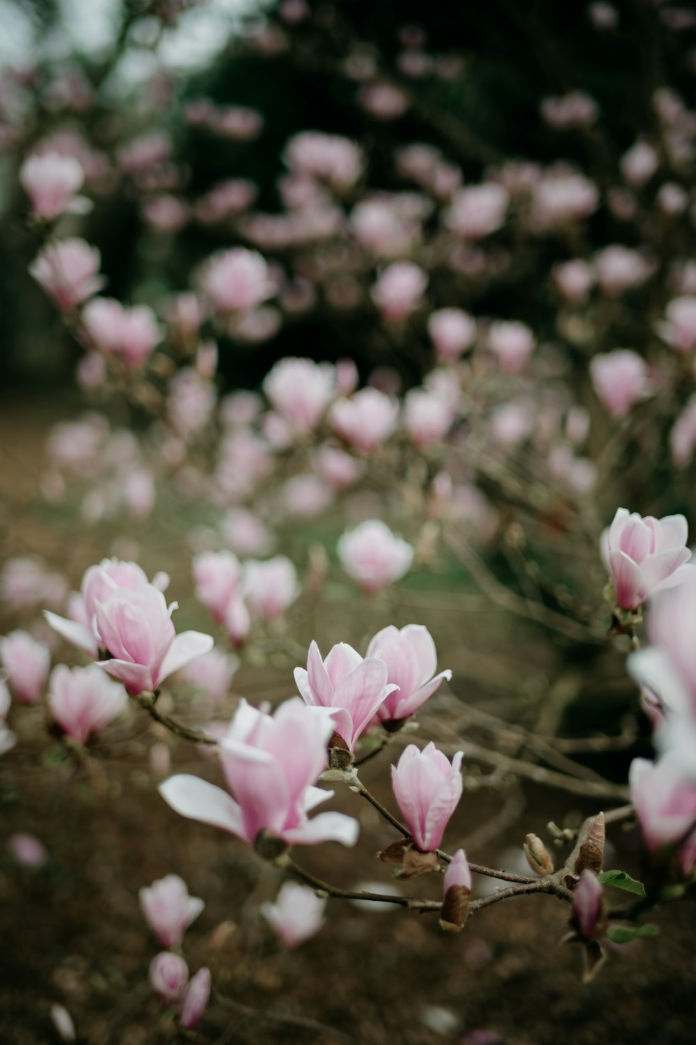 a bunch of pink flowers that are on a tree