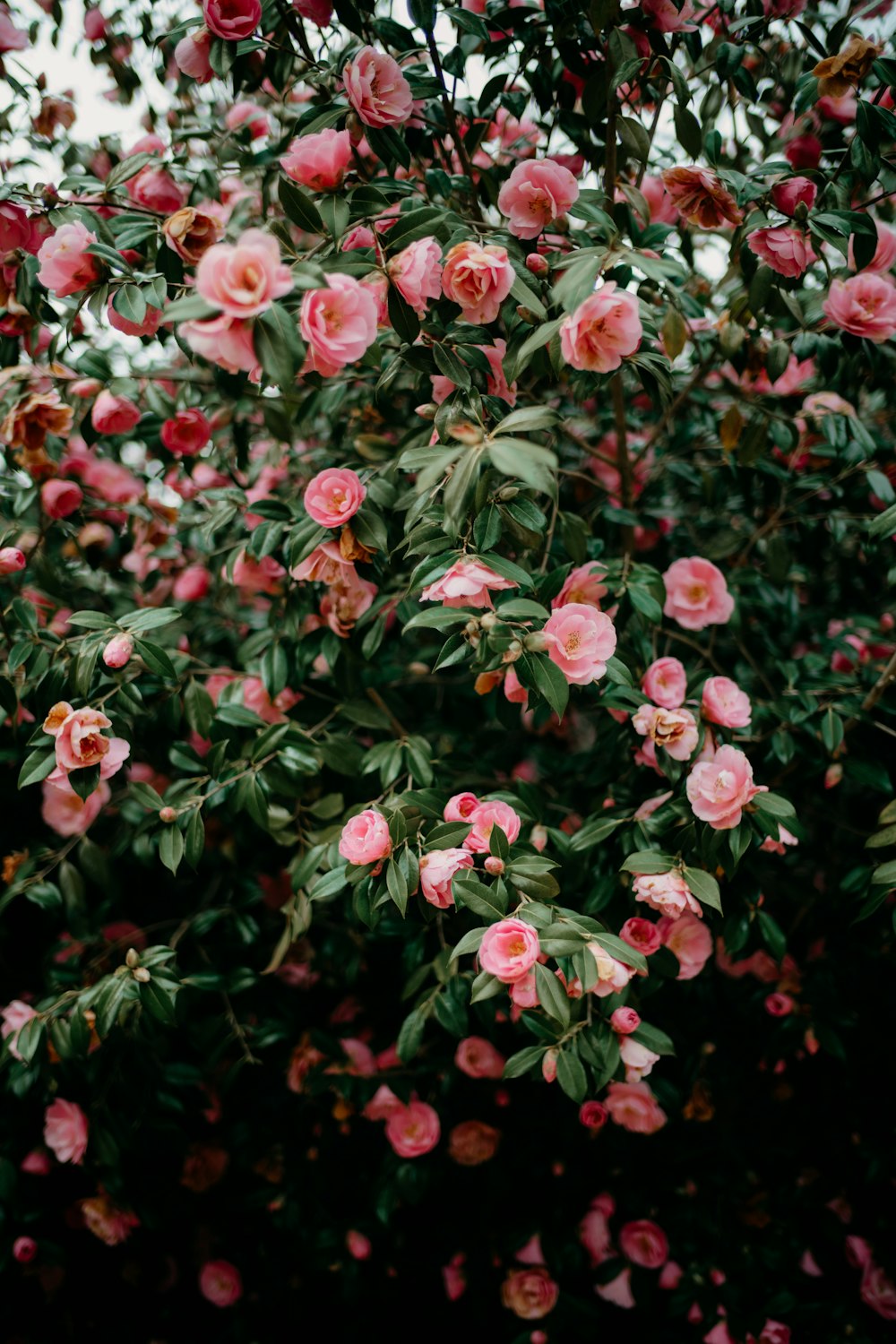 a bush of pink flowers with green leaves