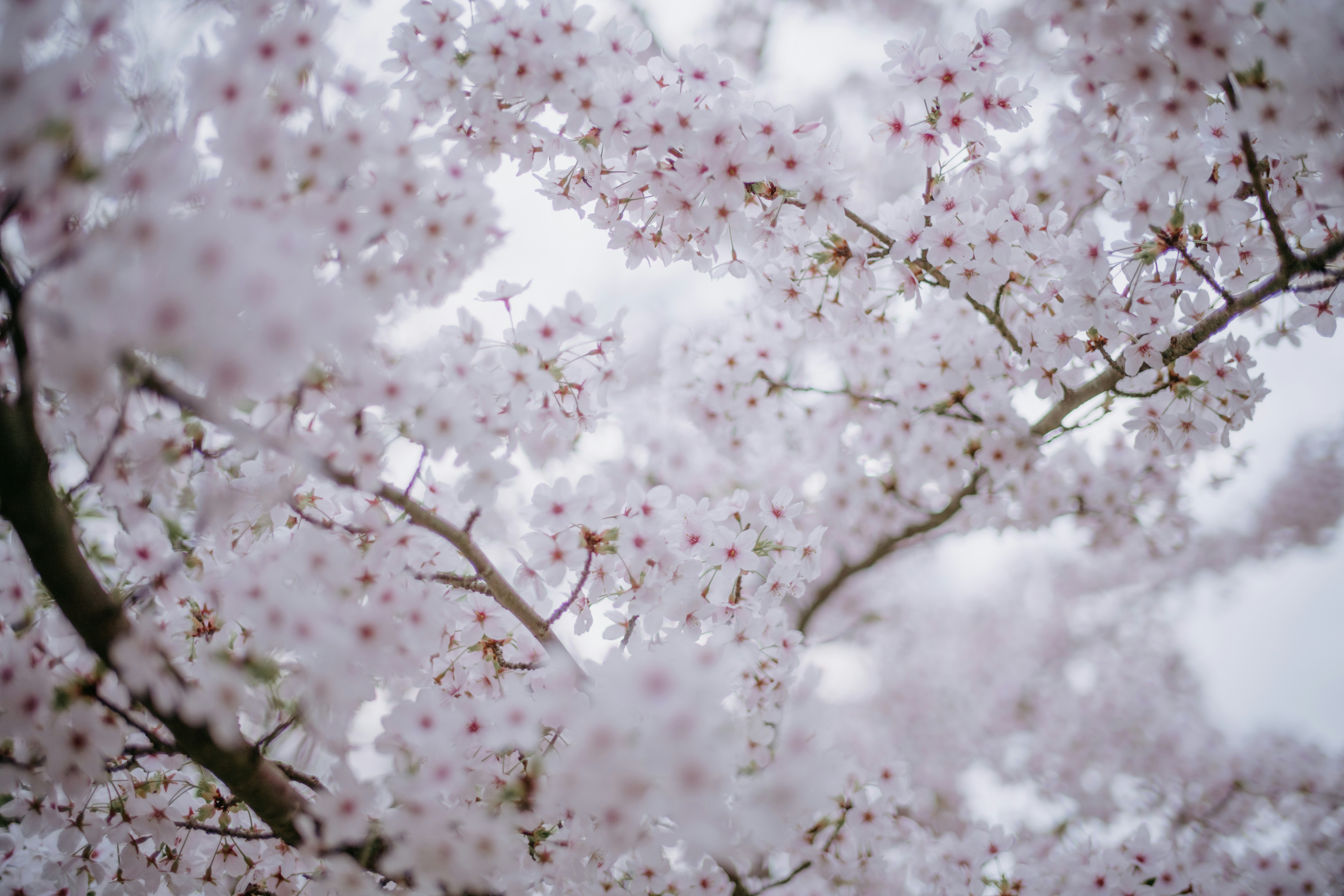 Photo by anniespratt