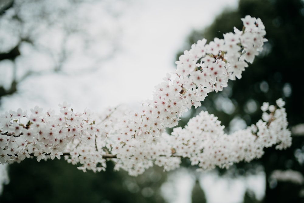 a close up of a tree with white flowers