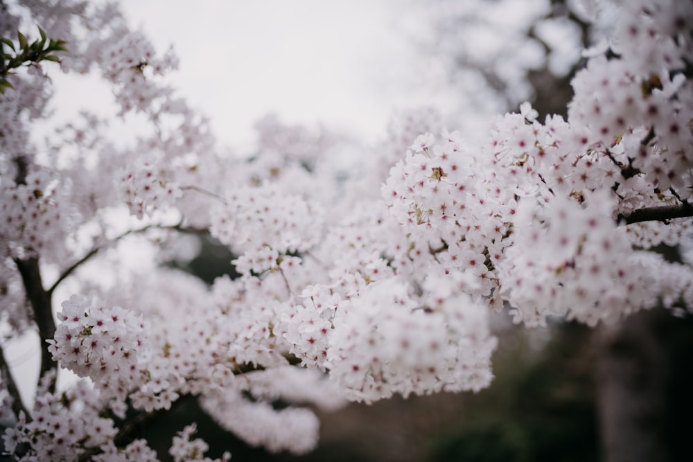 a close up of a tree with white flowers