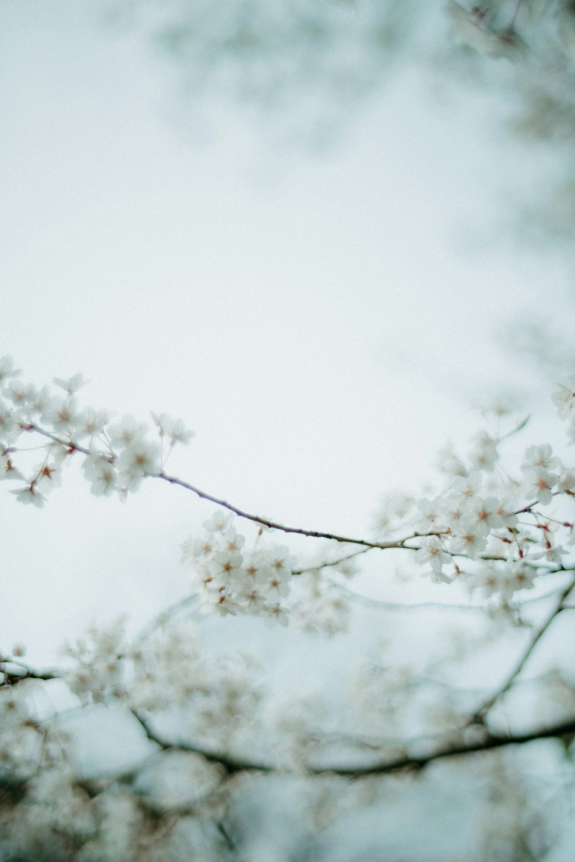a bird perched on a branch of a tree