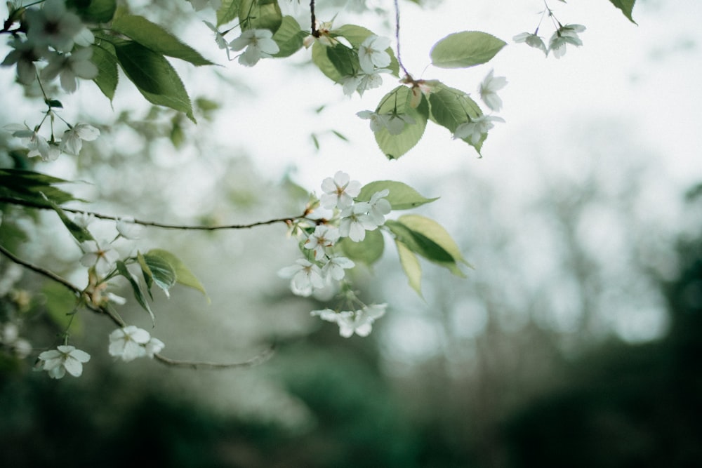 a branch with white flowers and green leaves