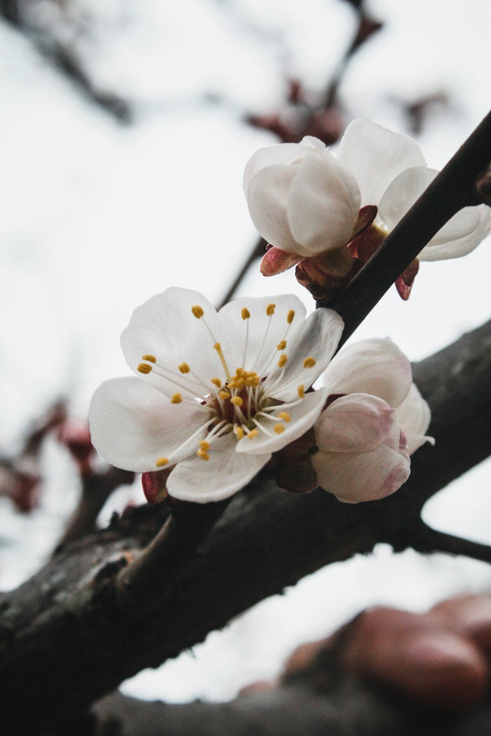 a close up of a flower on a tree branch