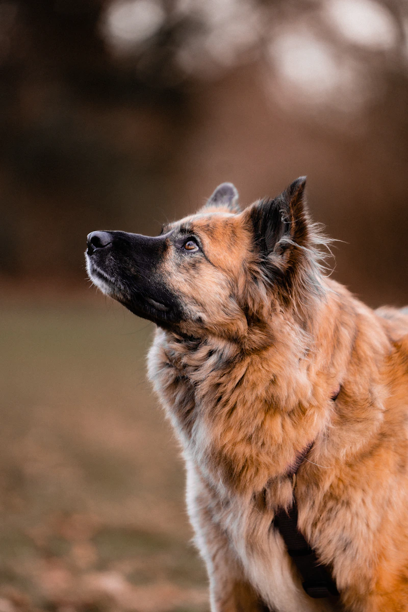 Dog Nutrition 101: What Every Owner Should Know