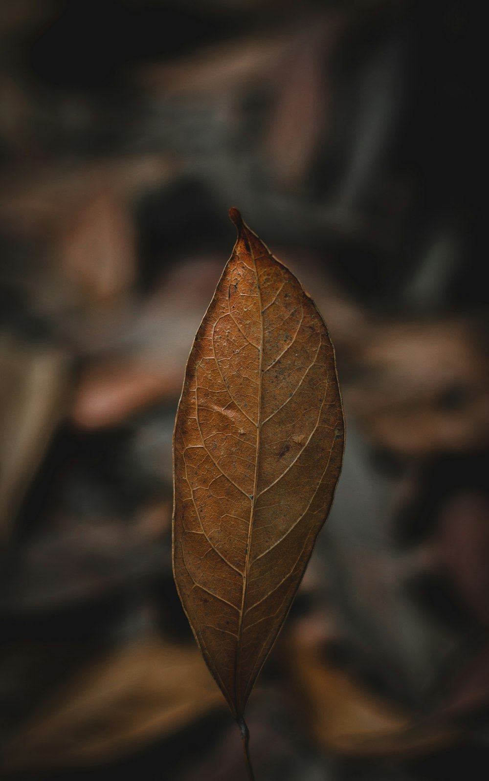 a single leaf is shown on a blurry background