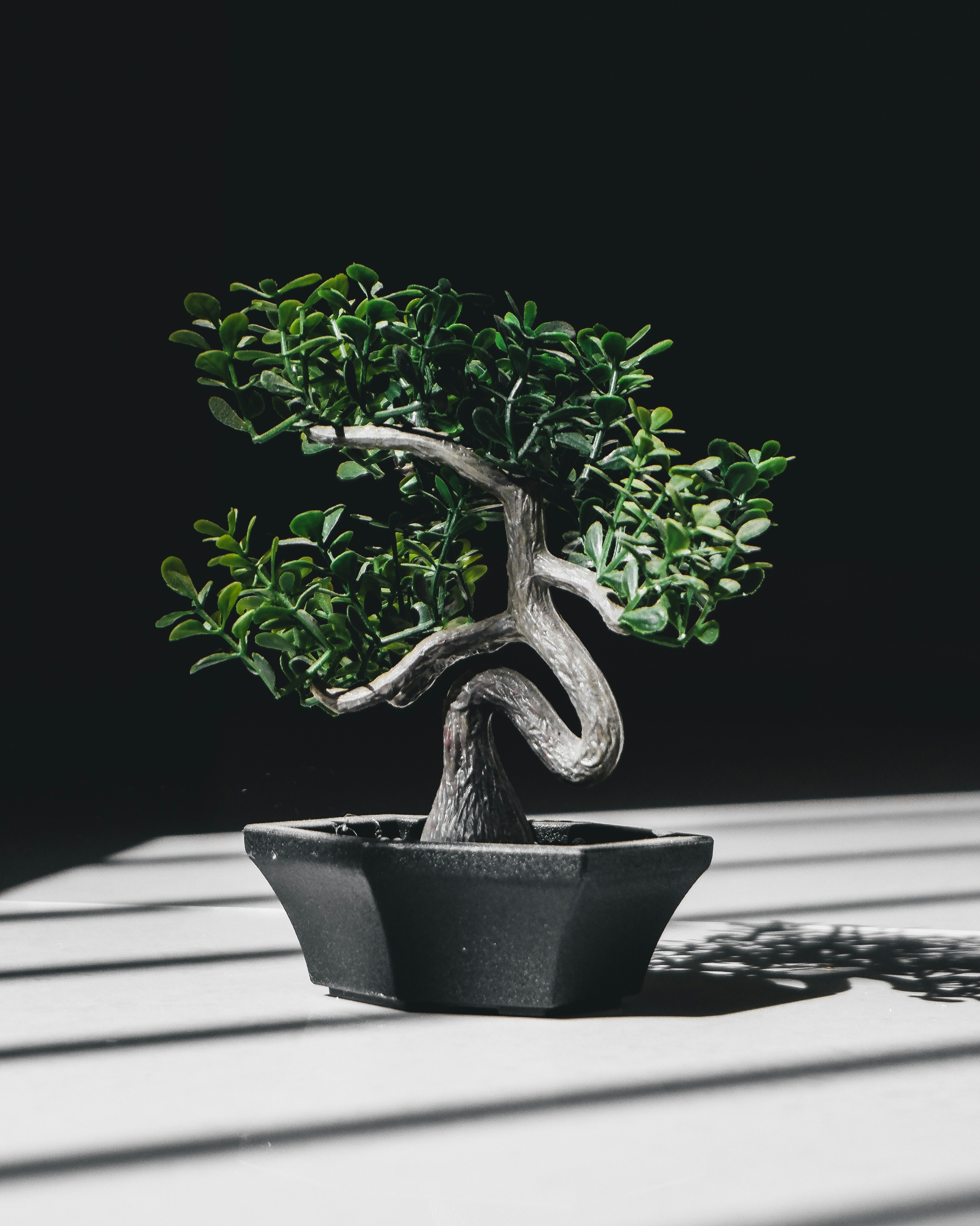 Bonsai Tree Wallpaper Black