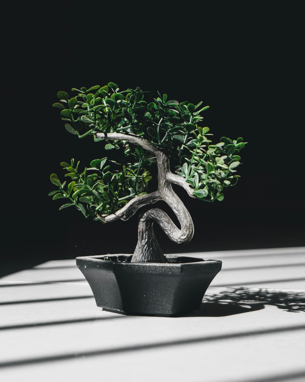 a bonsai tree in a black pot on a table