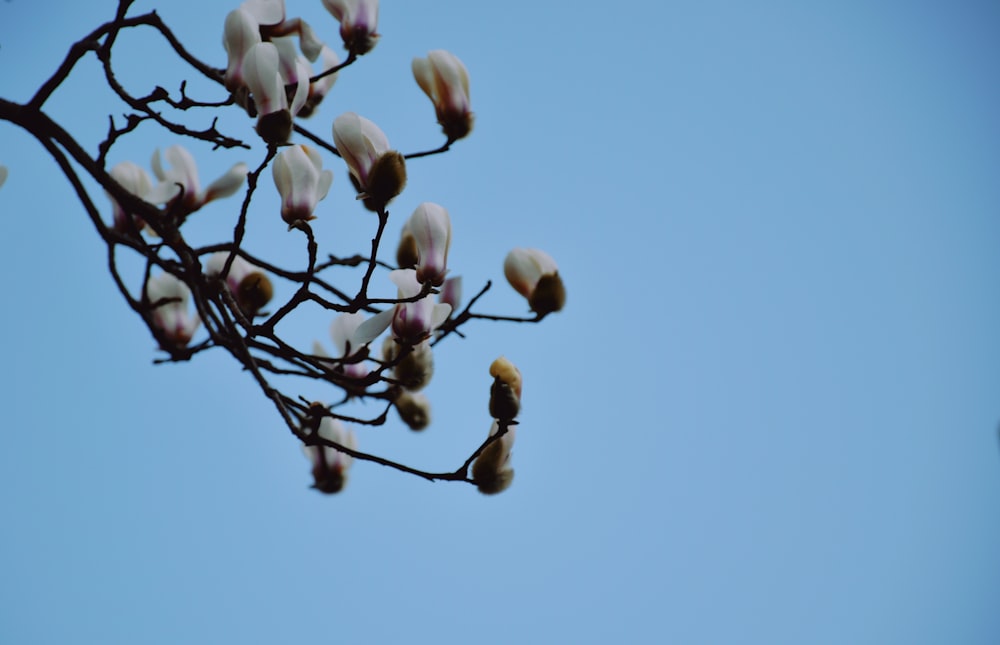 a tree branch with white flowers against a blue sky