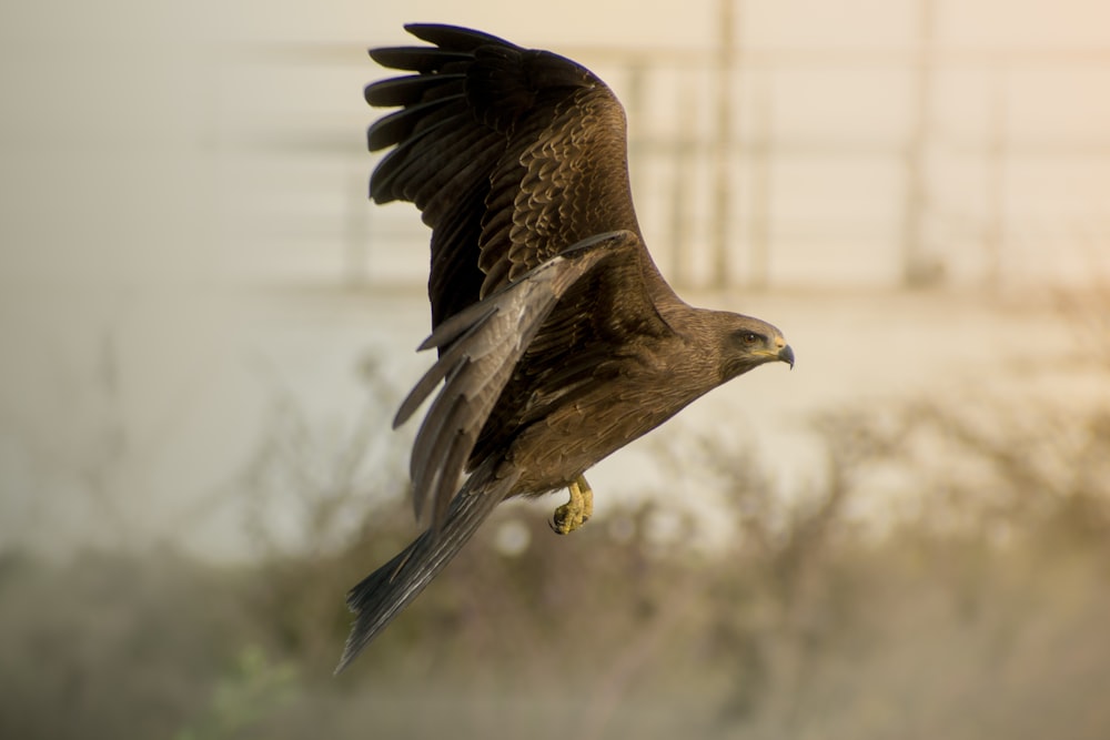 a large bird of prey flying through the air