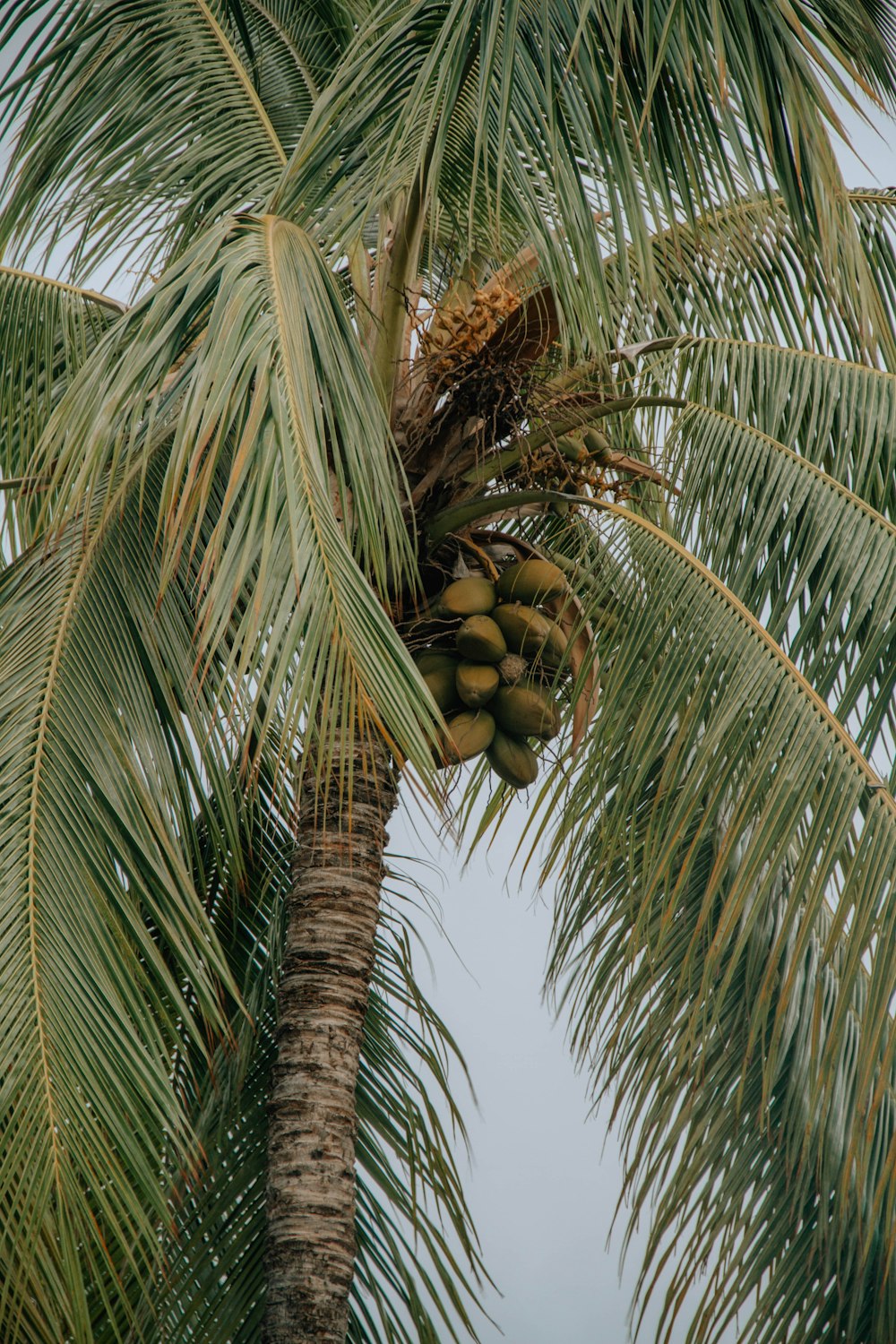 a palm tree with a bunch of fruit hanging from it