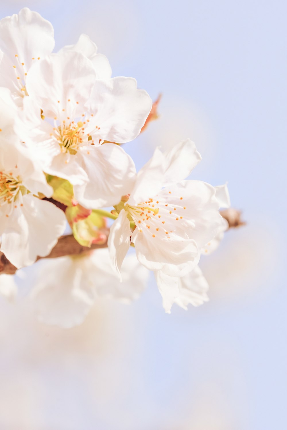 a close up of a flower on a tree branch