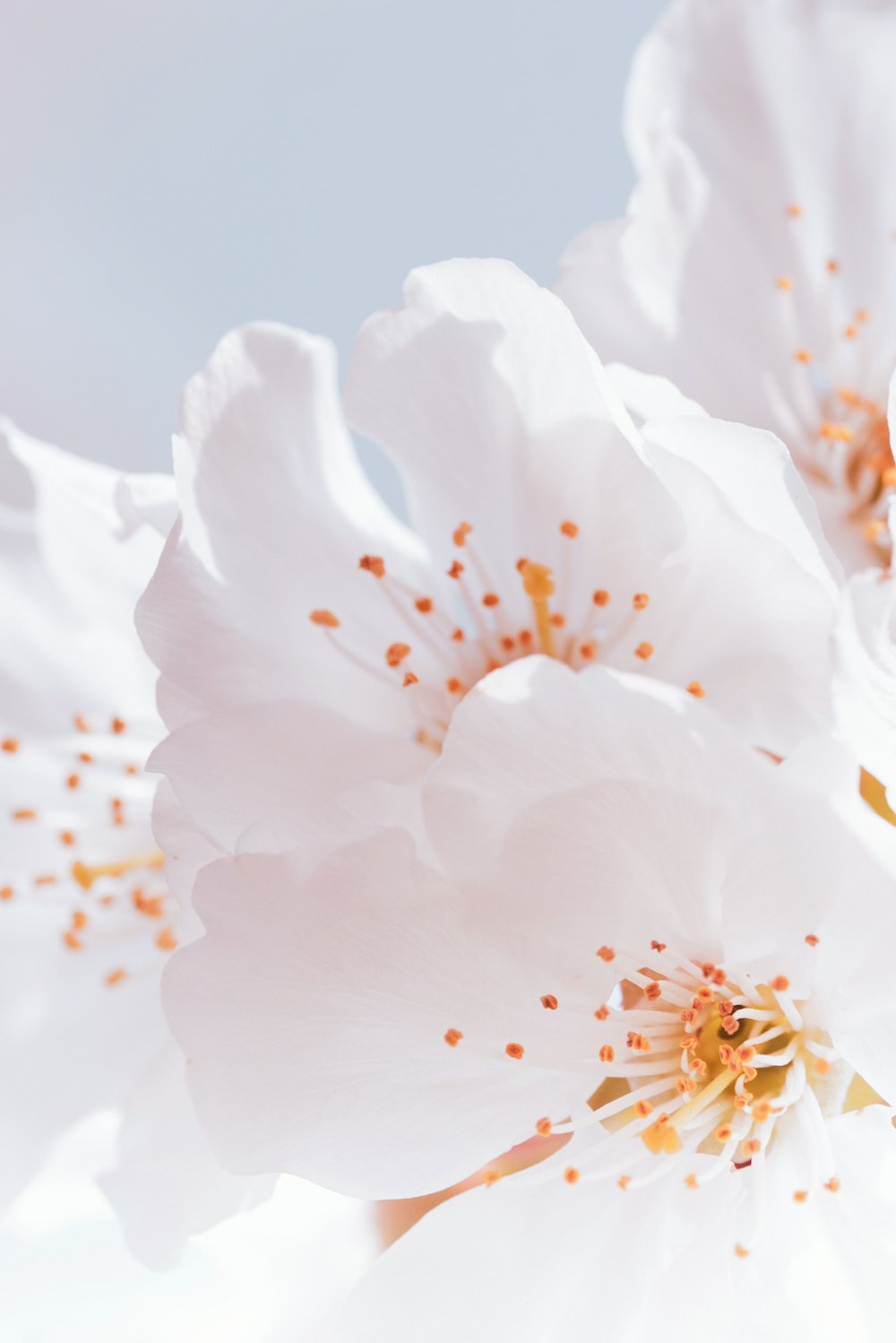 a close up of white flowers on a tree