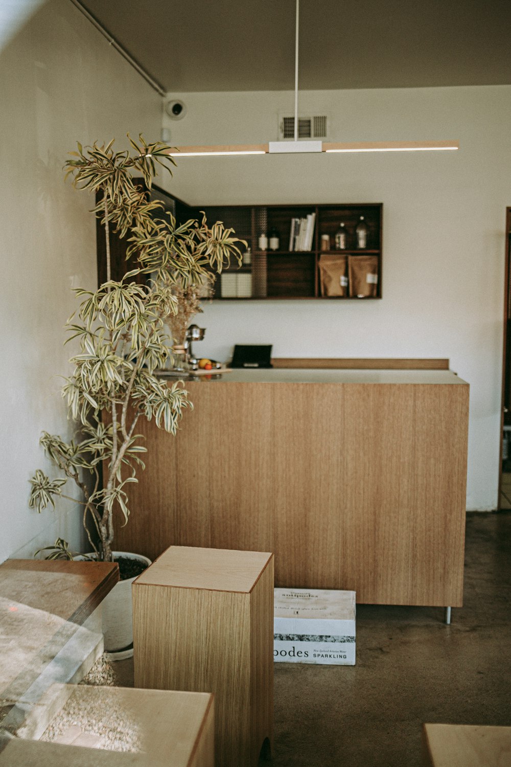 a plant in a pot on a table in a room