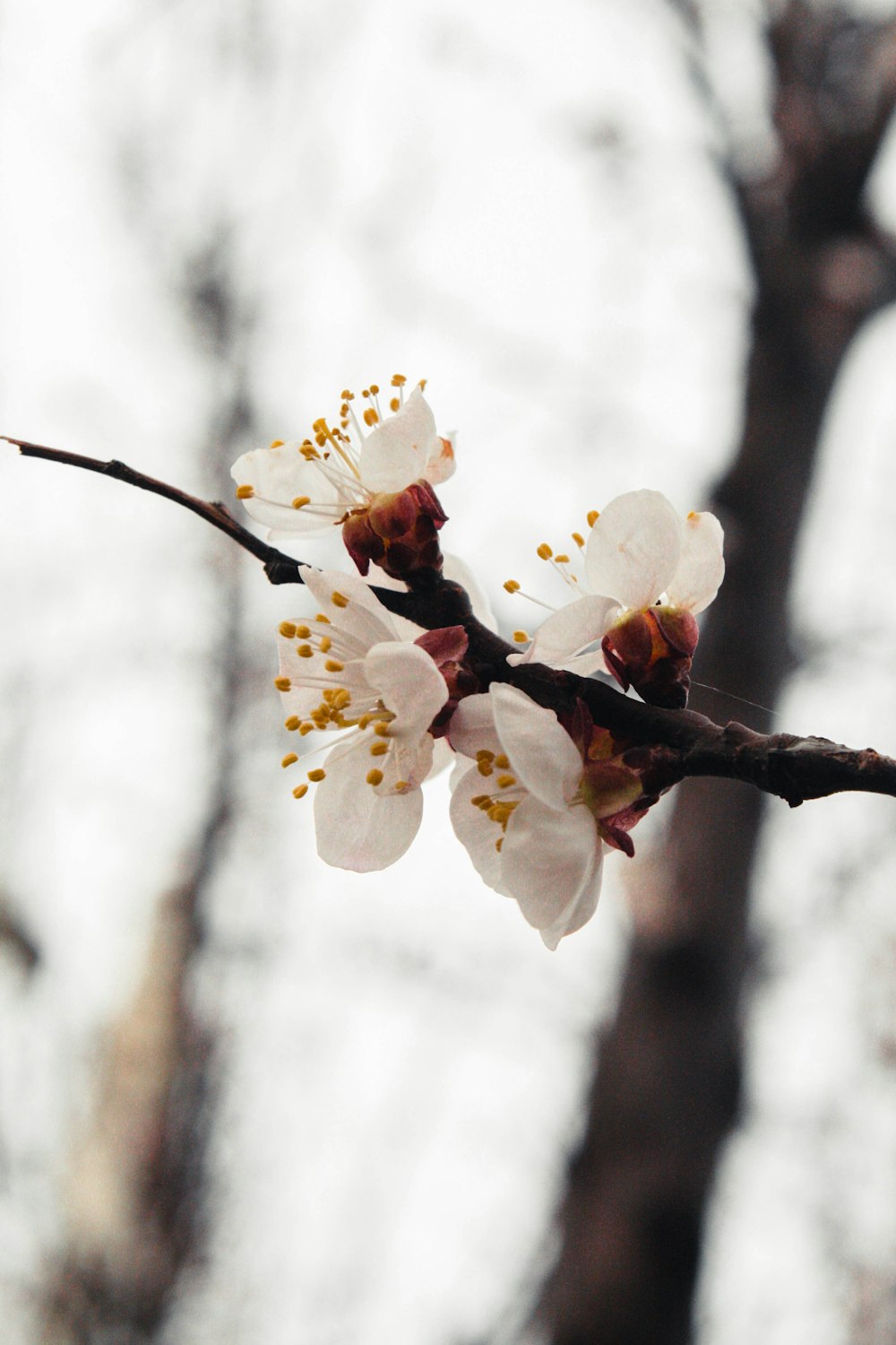 a branch of a tree with white flowers