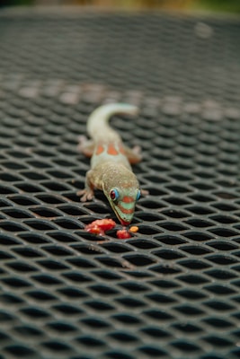 A colorful gecko with vibrant green and red markings is positioned on a lattice metal surface. The gecko's gaze is focused on a small piece of red fruit in front of it, suggesting an imminent meal. The background is blurred, drawing attention to the intricate patterns on the gecko's skin.