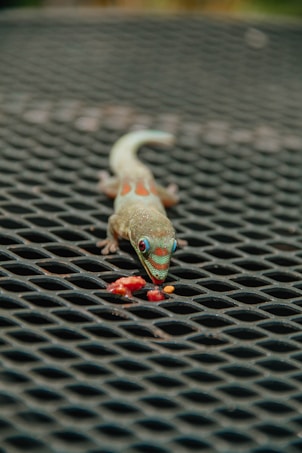 A colorful gecko with vibrant green and red markings is positioned on a lattice metal surface. The gecko's gaze is focused on a small piece of red fruit in front of it, suggesting an imminent meal. The background is blurred, drawing attention to the intricate patterns on the gecko's skin.