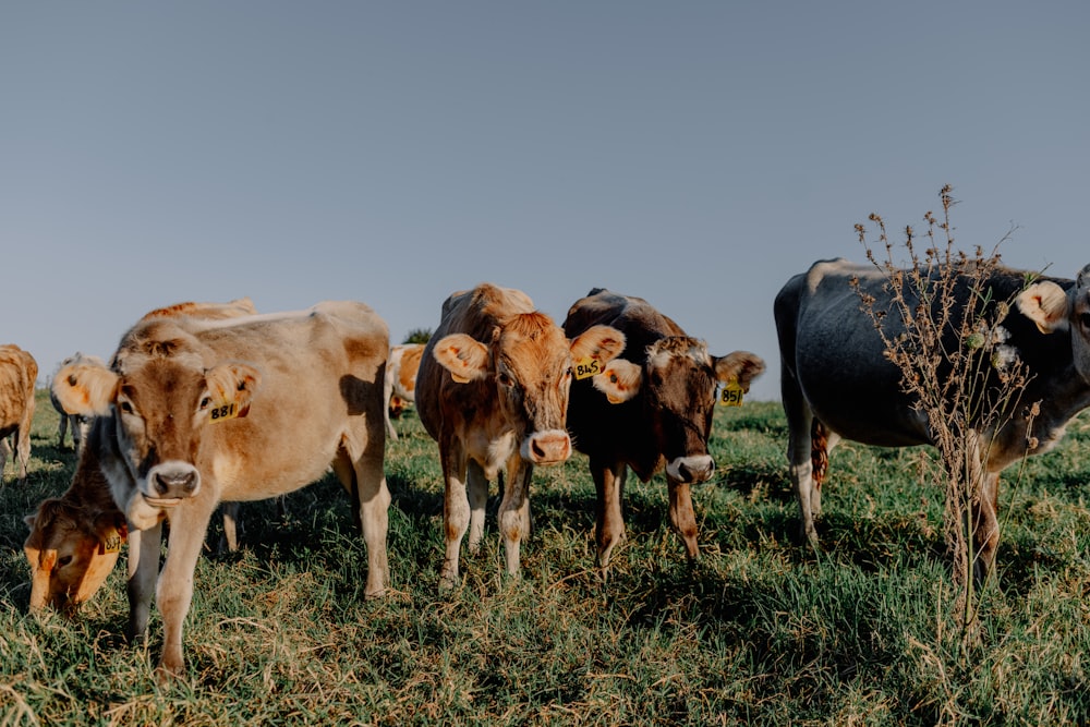 a herd of cattle standing on top of a grass covered field