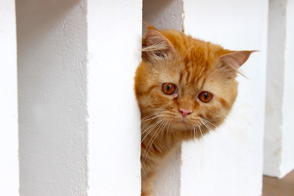 an orange cat peeking out from behind a white fence