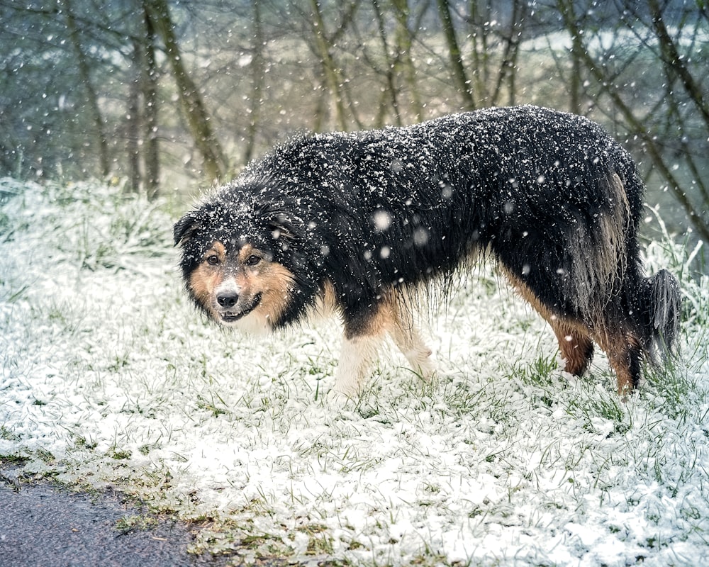 a black and brown dog standing on top of a snow covered field