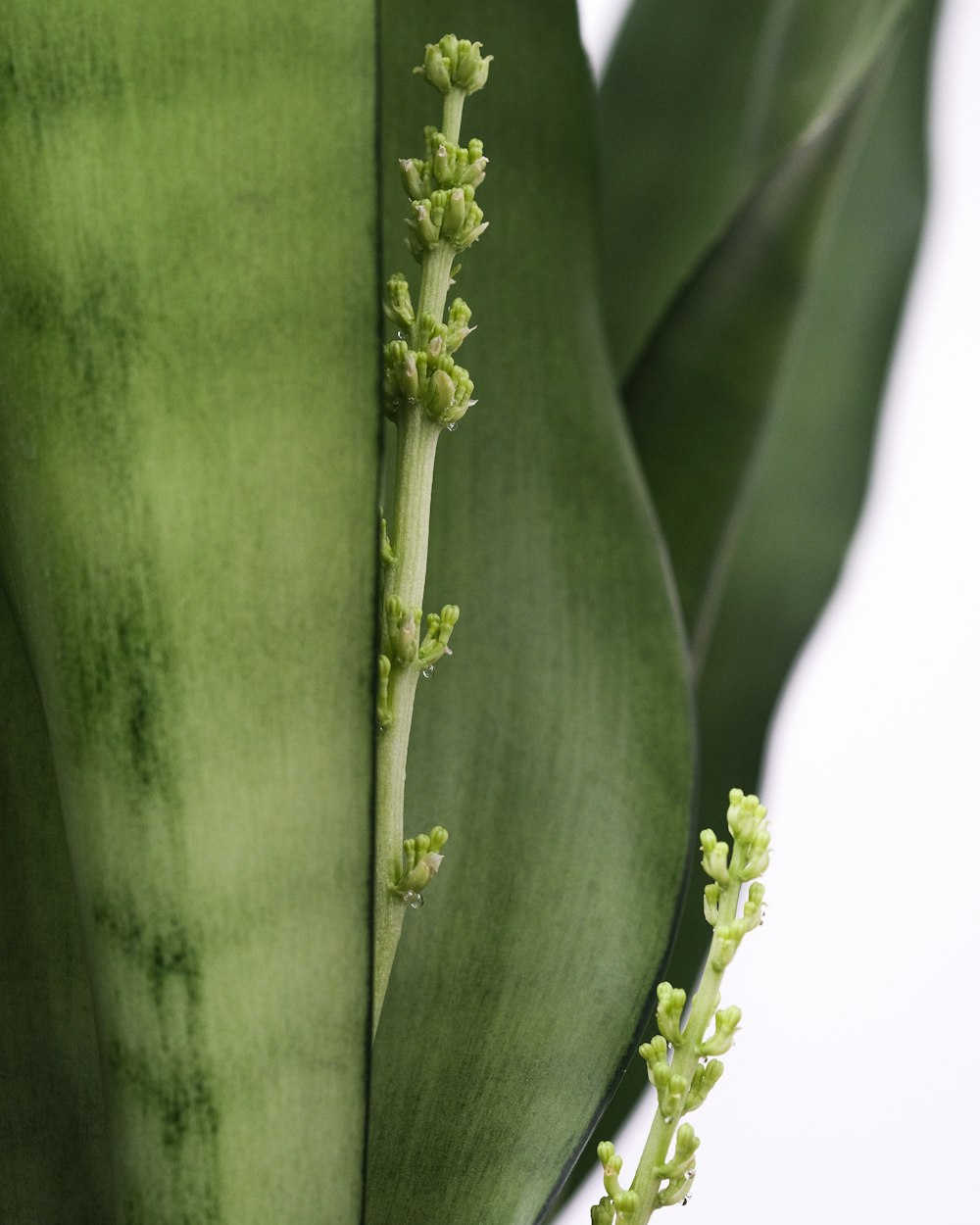 a close up of a plant with green leaves