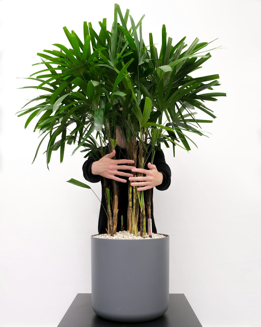 a person holding a potted plant in front of a white wall