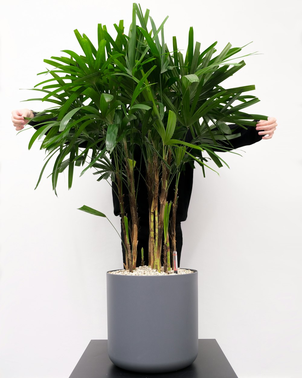 a person standing behind a large potted plant