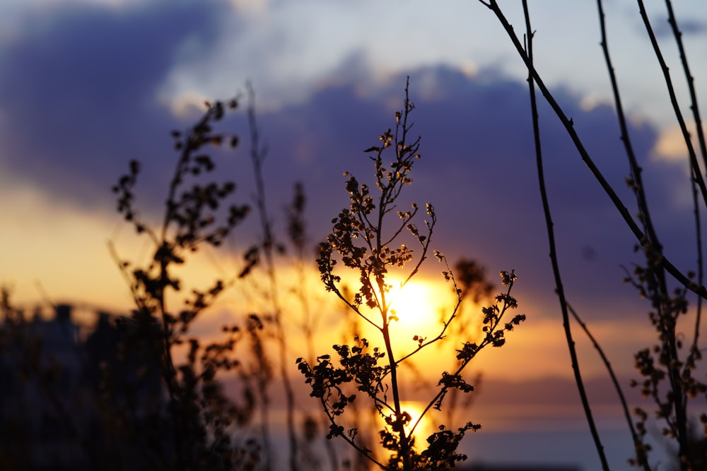 the sun is setting behind the branches of a tree