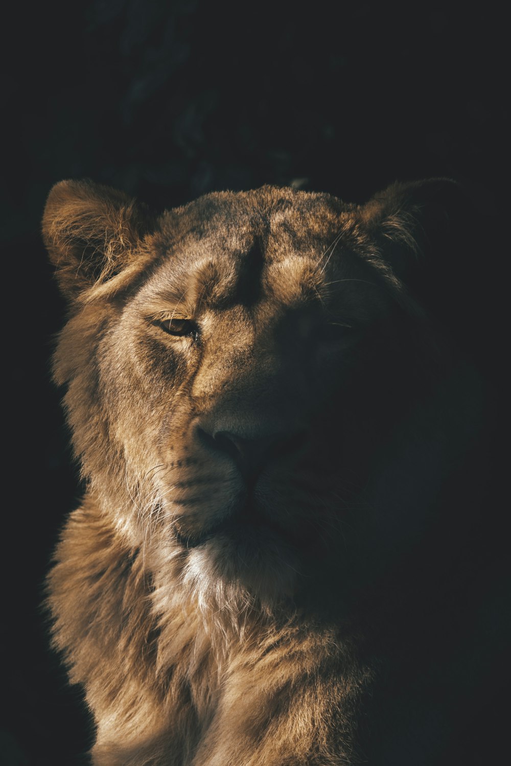 a close up of a lion in the dark