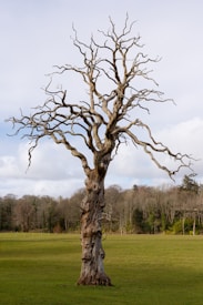 A barren, leafless tree stands alone in a grassy field against a backdrop of distant woods. The branches are gnarled and twisted, conveying a sense of weathered resilience. The sky is partially cloudy, allowing soft, diffused light to fall on the scene.
