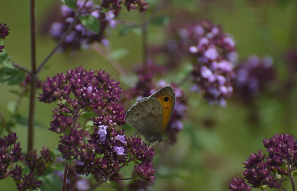 a brown and orange butterfly sitting on a purple flower