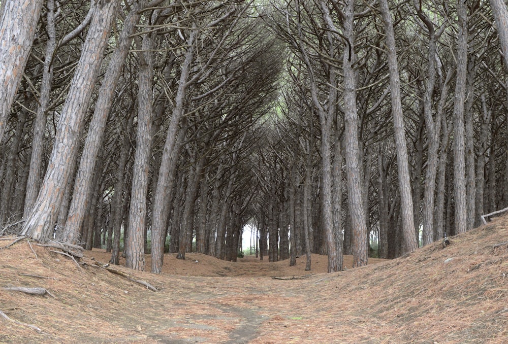 Un chemin de terre au milieu d’un bosquet d’arbres