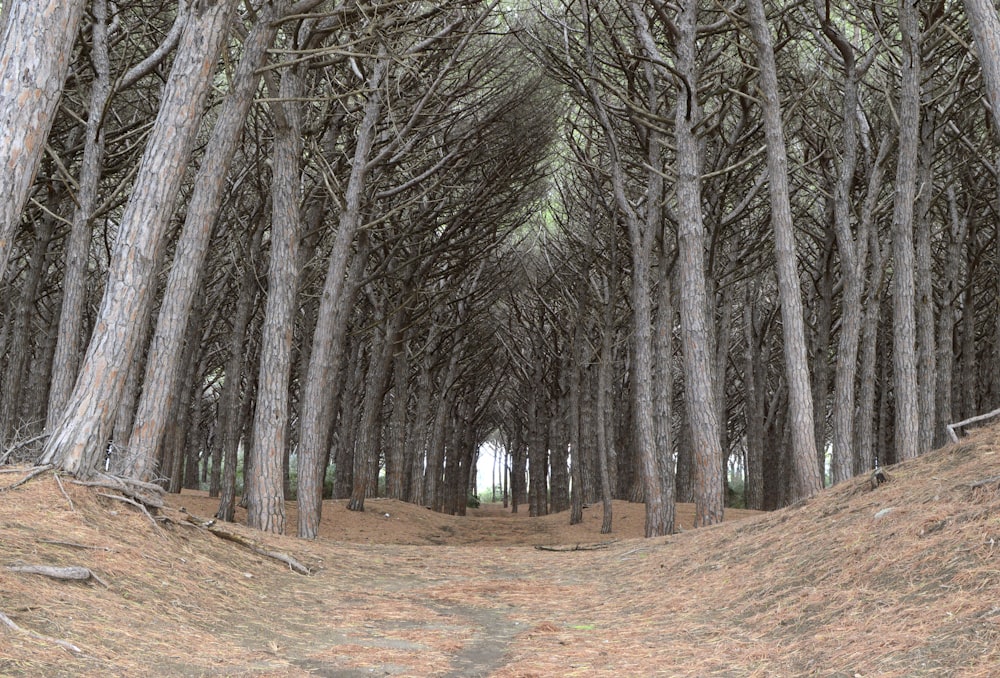 a dirt path in the middle of a grove of trees