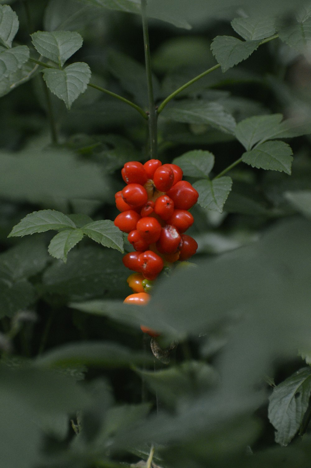 a bunch of red berries hanging from a tree