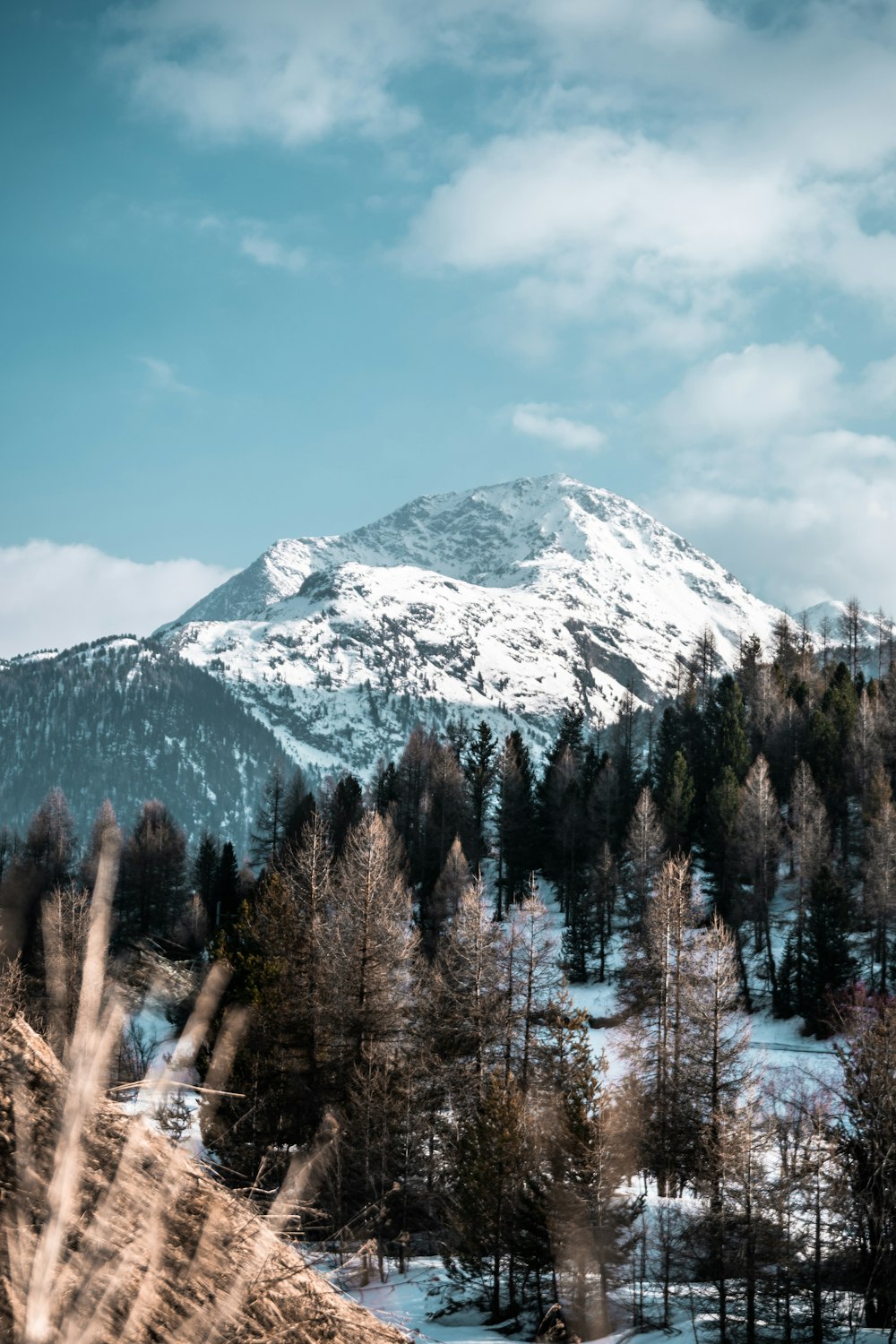 Una montagna innevata con alberi in primo piano