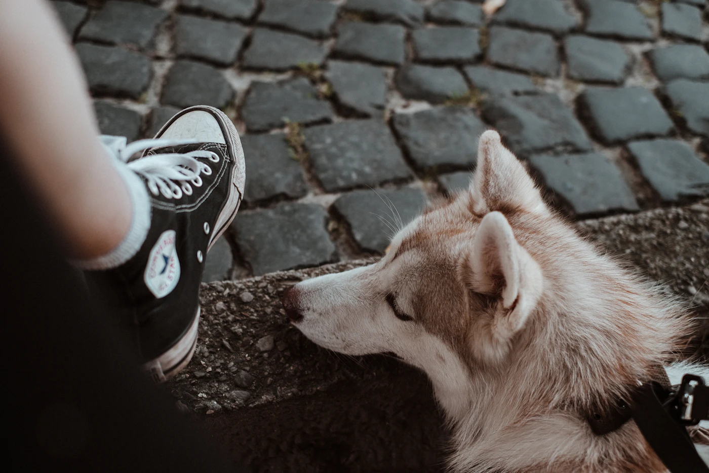 A calm working dog settled on the floor close beside its handler, lying quietly and under control the way a Service Dog rests at its owner's feet