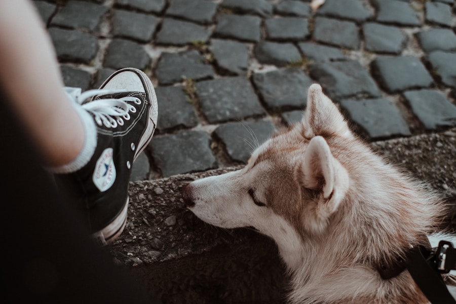 Dog wearing protective paw boots on pavement